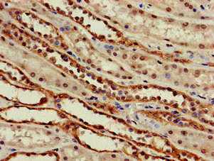 SLC6A13 Antibody in Immunohistochemistry (Paraffin) (IHC (P))