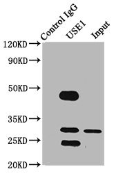 USE1 Antibody in Immunoprecipitation (IP)