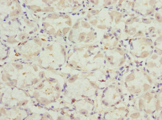 VANGL2 Antibody in Immunohistochemistry (Paraffin) (IHC (P))