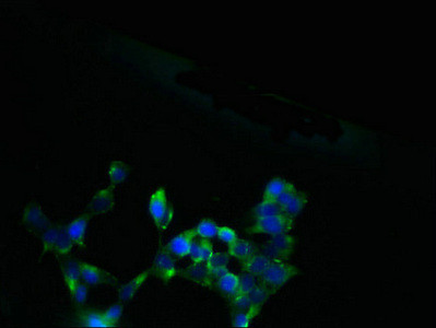 SLC13A4 Antibody in Immunocytochemistry (ICC/IF)