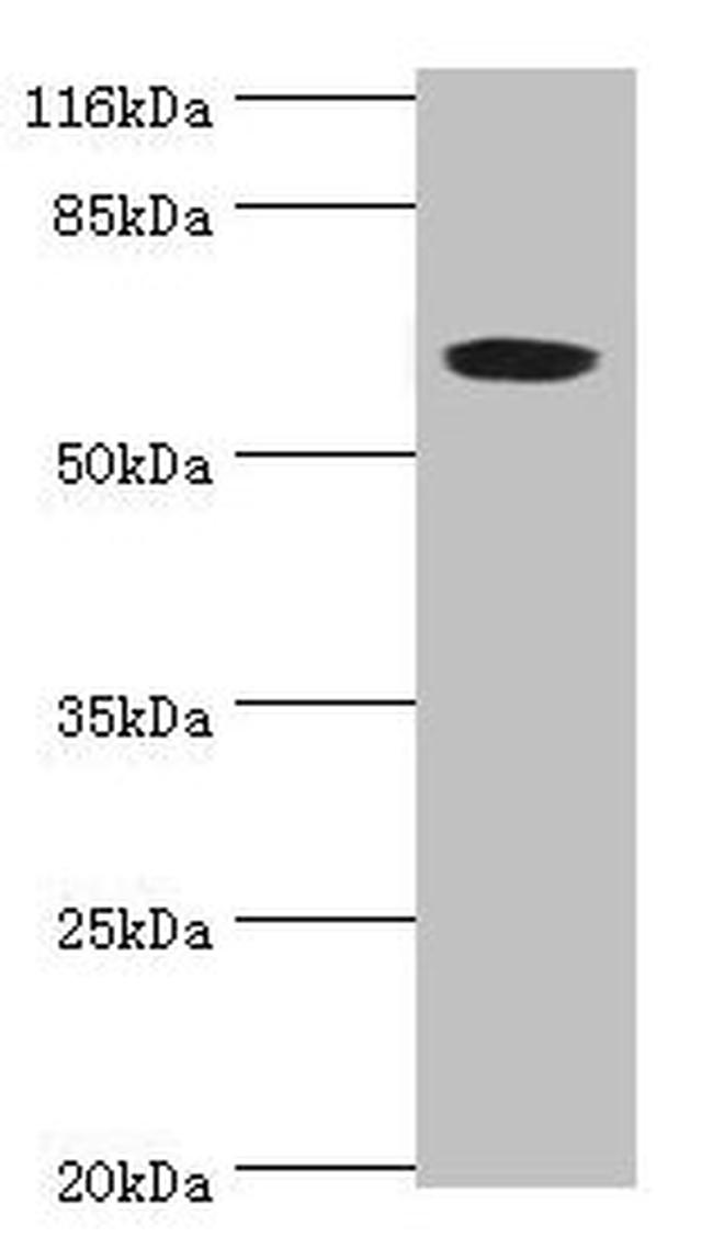 SLC13A4 Antibody in Western Blot (WB)