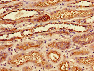 SLC7A7 Antibody in Immunohistochemistry (Paraffin) (IHC (P))