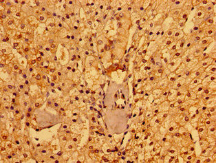 PACSIN3 Antibody in Immunohistochemistry (Paraffin) (IHC (P))