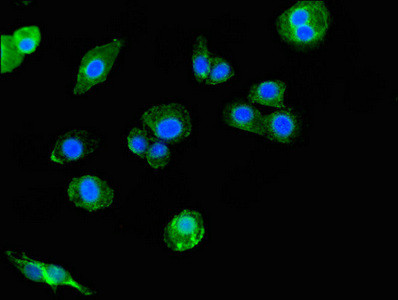 SIGLEC7 Antibody in Immunocytochemistry (ICC/IF)