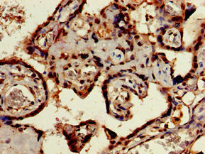 SIGLEC7 Antibody in Immunohistochemistry (Paraffin) (IHC (P))