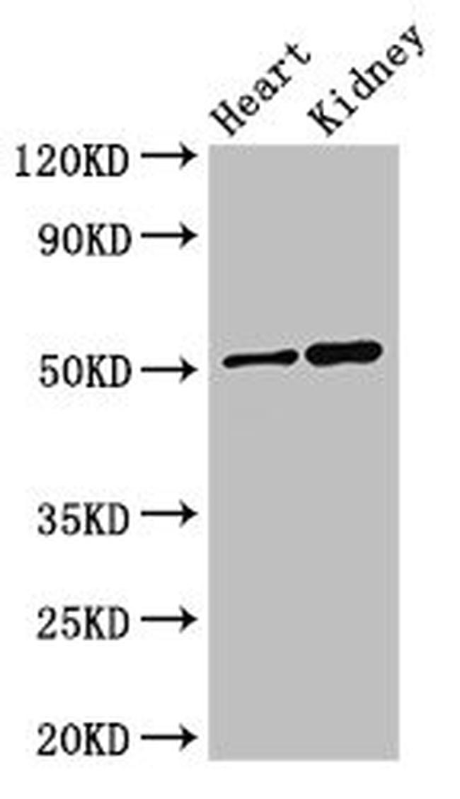 SIGLEC7 Antibody in Western Blot (WB)