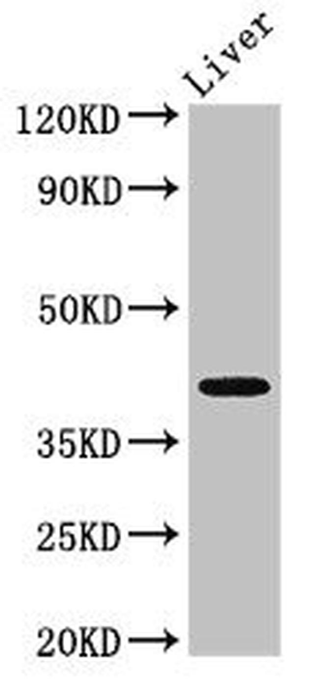 MAB21L2 Antibody in Western Blot (WB)
