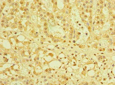 TZFP Antibody in Immunohistochemistry (Paraffin) (IHC (P))