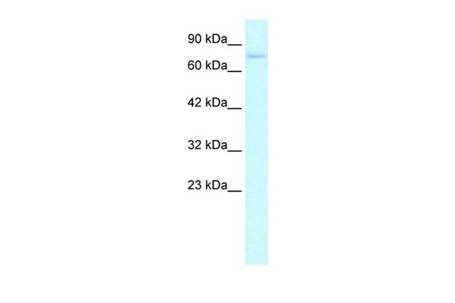 GZF1 Antibody in Western Blot (WB)