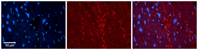 TIP60 Antibody in Immunohistochemistry (Paraffin) (IHC (P))