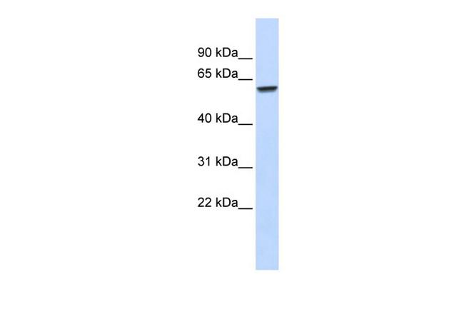 ZNF207 Antibody in Western Blot (WB)