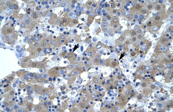 Kinesin 5B Antibody in Immunohistochemistry (IHC)