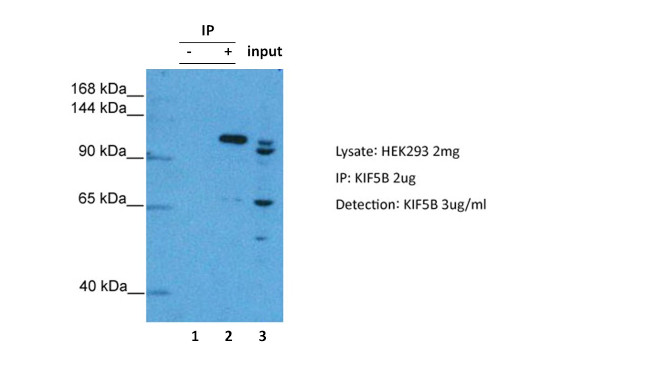 Kinesin 5B Antibody in Immunoprecipitation (IP)