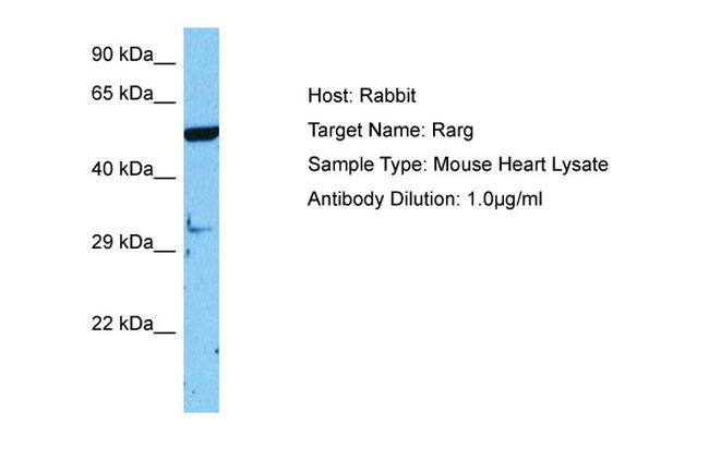 RAR gamma-1 Antibody in Western Blot (WB)