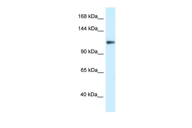 KCNH3 Antibody in Western Blot (WB)