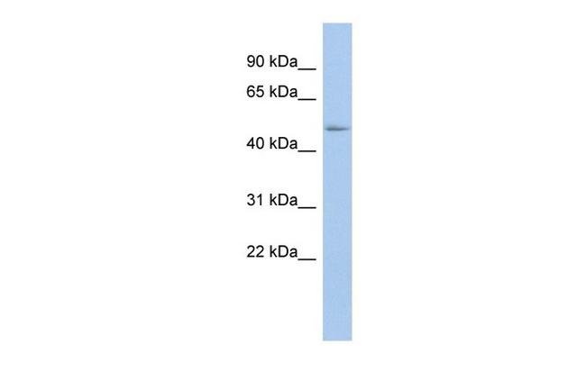 UAP56 Antibody in Western Blot (WB)