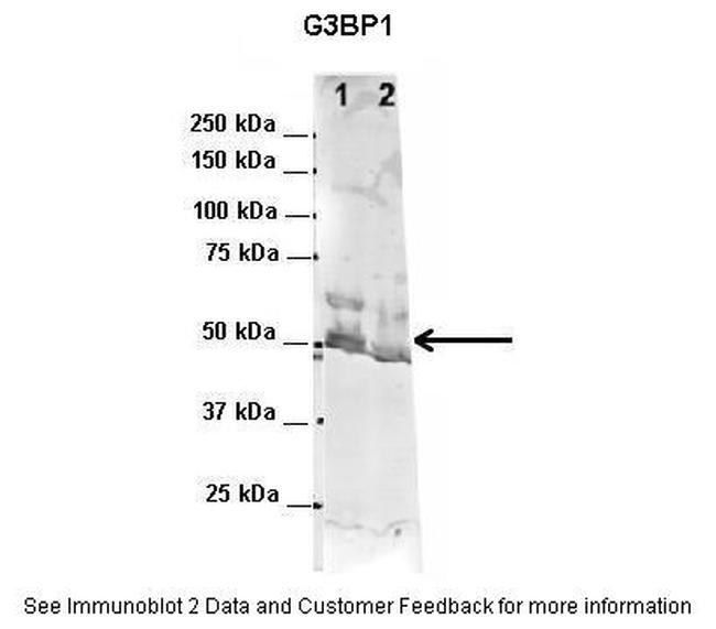 G3BP1 Antibody in Western Blot (WB)