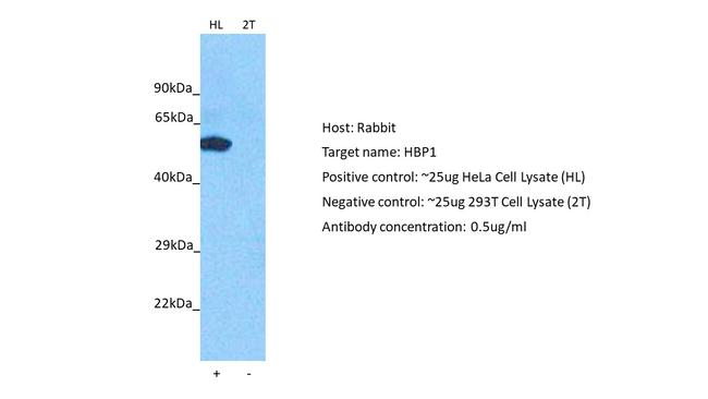 HBP1 Antibody in Western Blot (WB)