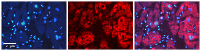 AIF Antibody in Immunohistochemistry (Paraffin) (IHC (P))