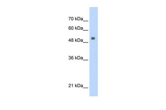 SERBP1 Antibody in Western Blot (WB)