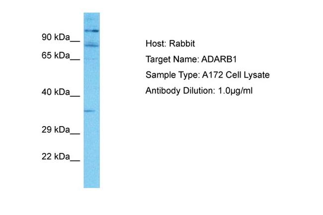 ADARB1 Antibody in Western Blot (WB)