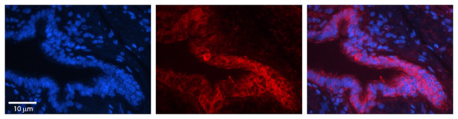 PSMA1 Antibody in Immunohistochemistry (Paraffin) (IHC (P))