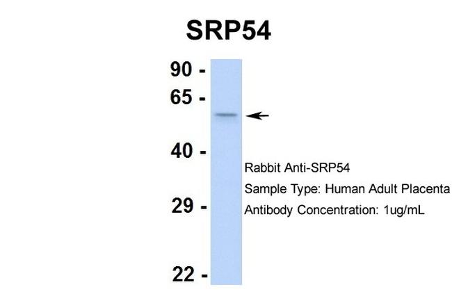 SRP54 Antibody in Western Blot (WB)