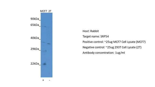 SRP54 Antibody in Western Blot (WB)