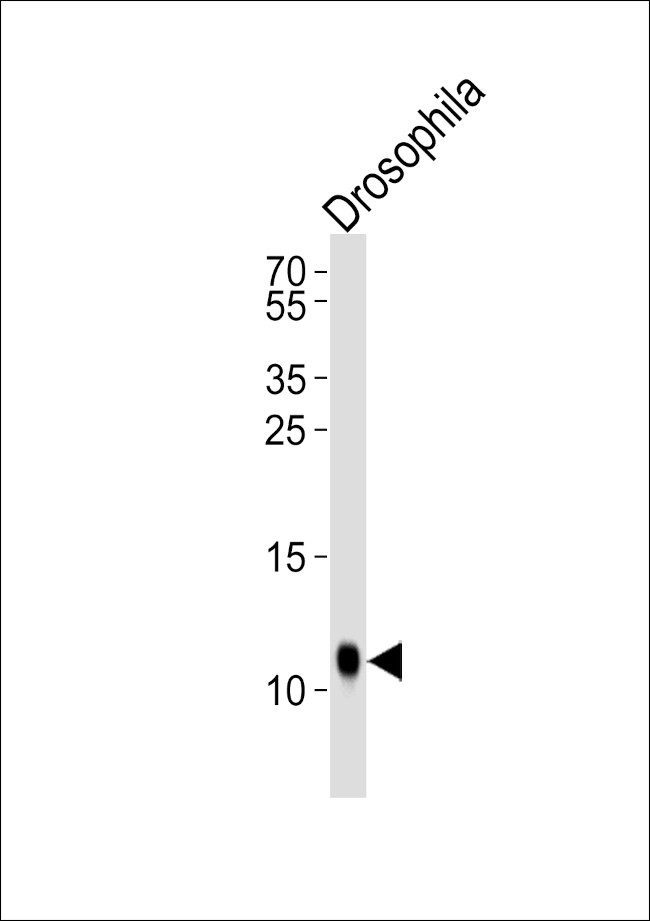 SUMO1 Antibody in Western Blot (WB)