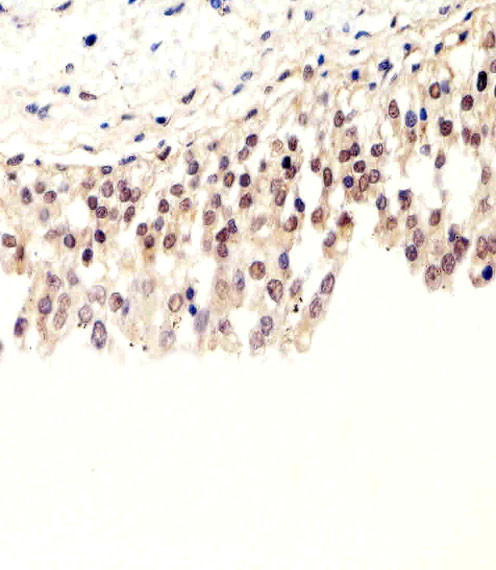 SUMO2/SUMO3 Antibody in Immunohistochemistry (Paraffin) (IHC (P))