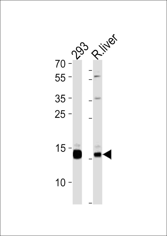 SUMO2/SUMO3 Antibody in Western Blot (WB)