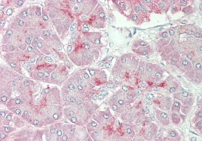 Arylsulfatase E Antibody in Immunohistochemistry (Paraffin) (IHC (P))