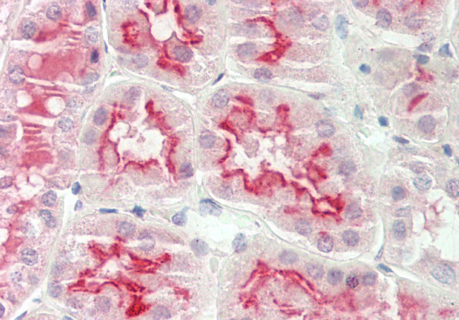 Arylsulfatase E Antibody in Immunohistochemistry (Paraffin) (IHC (P))