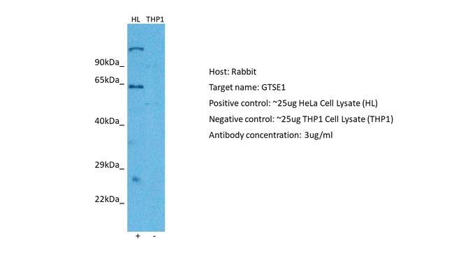 GTSE1 Antibody in Western Blot (WB)