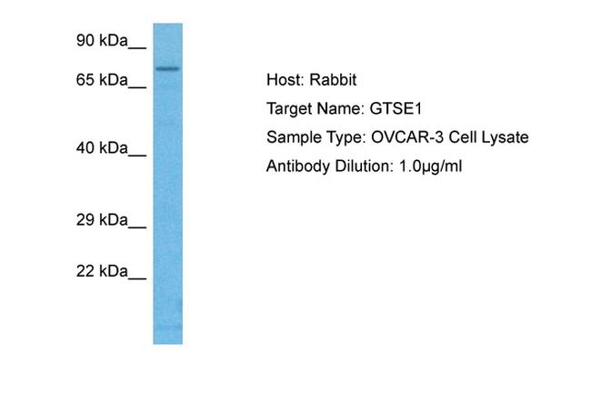 GTSE1 Antibody in Western Blot (WB)