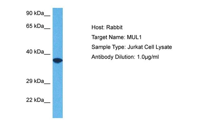 MUL1 Antibody in Western Blot (WB)