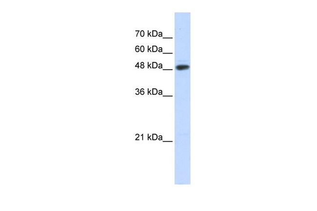 C14orf130 Antibody in Western Blot (WB)