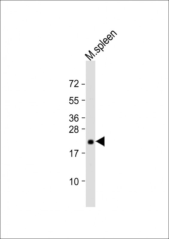 Bax Antibody in Western Blot (WB)