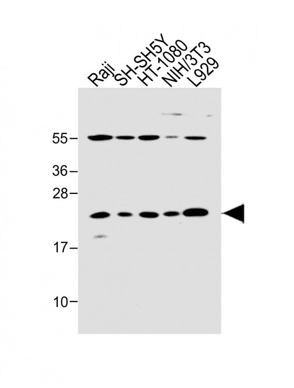 Bax Antibody in Western Blot (WB)