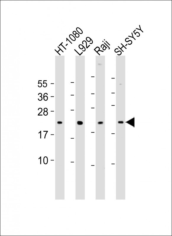 Bax Antibody in Western Blot (WB)