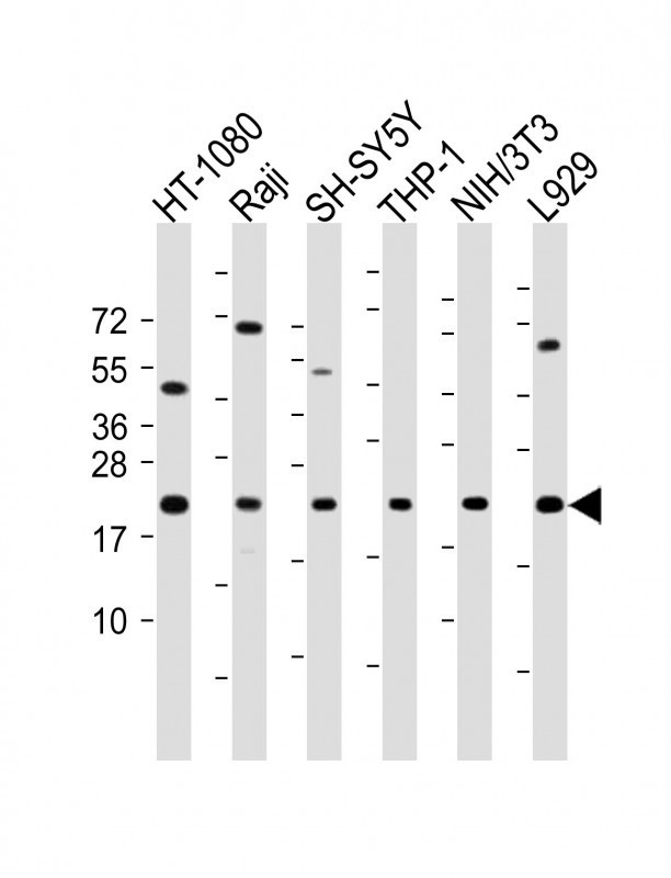 Bax Antibody in Western Blot (WB)