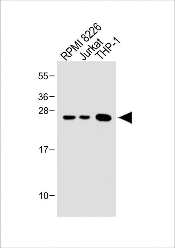 Bcl-2 Antibody in Western Blot (WB)