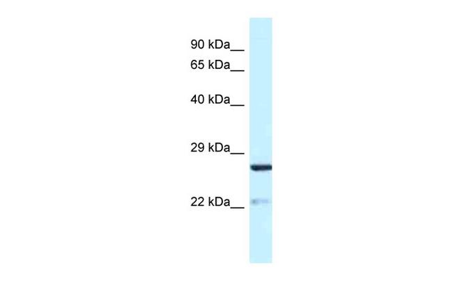 YIPF5 Antibody in Western Blot (WB)