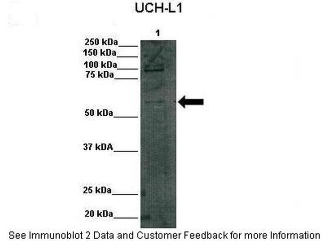 DGCR2 Antibody in Western Blot (WB)