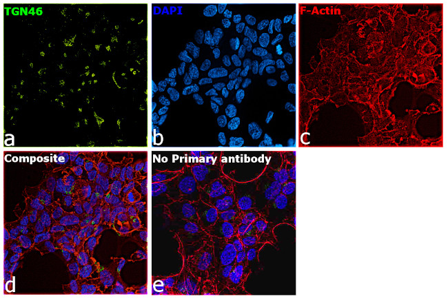 TGN46 Antibody in Immunocytochemistry (ICC/IF)