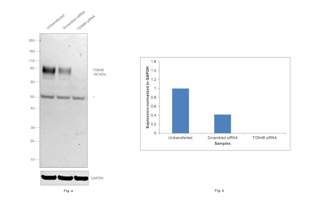 TGN46 Antibody in Western Blot (WB)