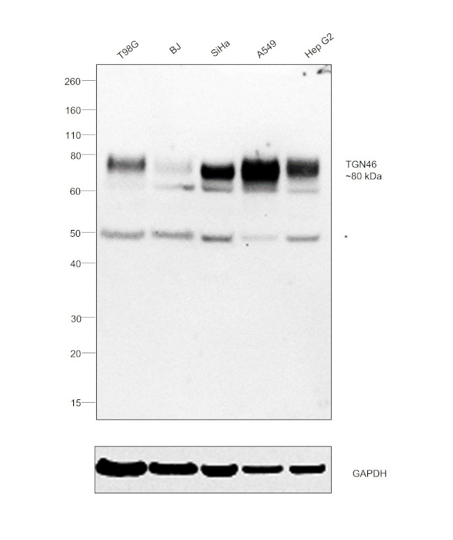 TGN46 Antibody in Western Blot (WB)