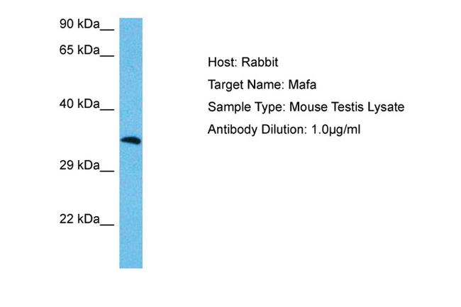 MAFA Antibody in Western Blot (WB)