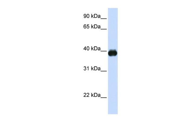 MAFA Antibody in Western Blot (WB)