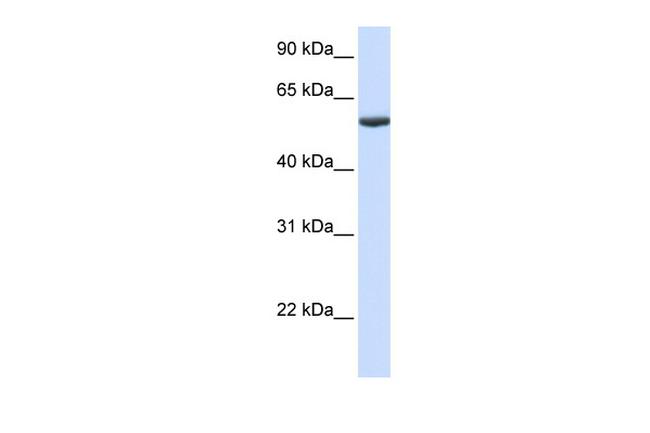 PHF10 Antibody in Western Blot (WB)